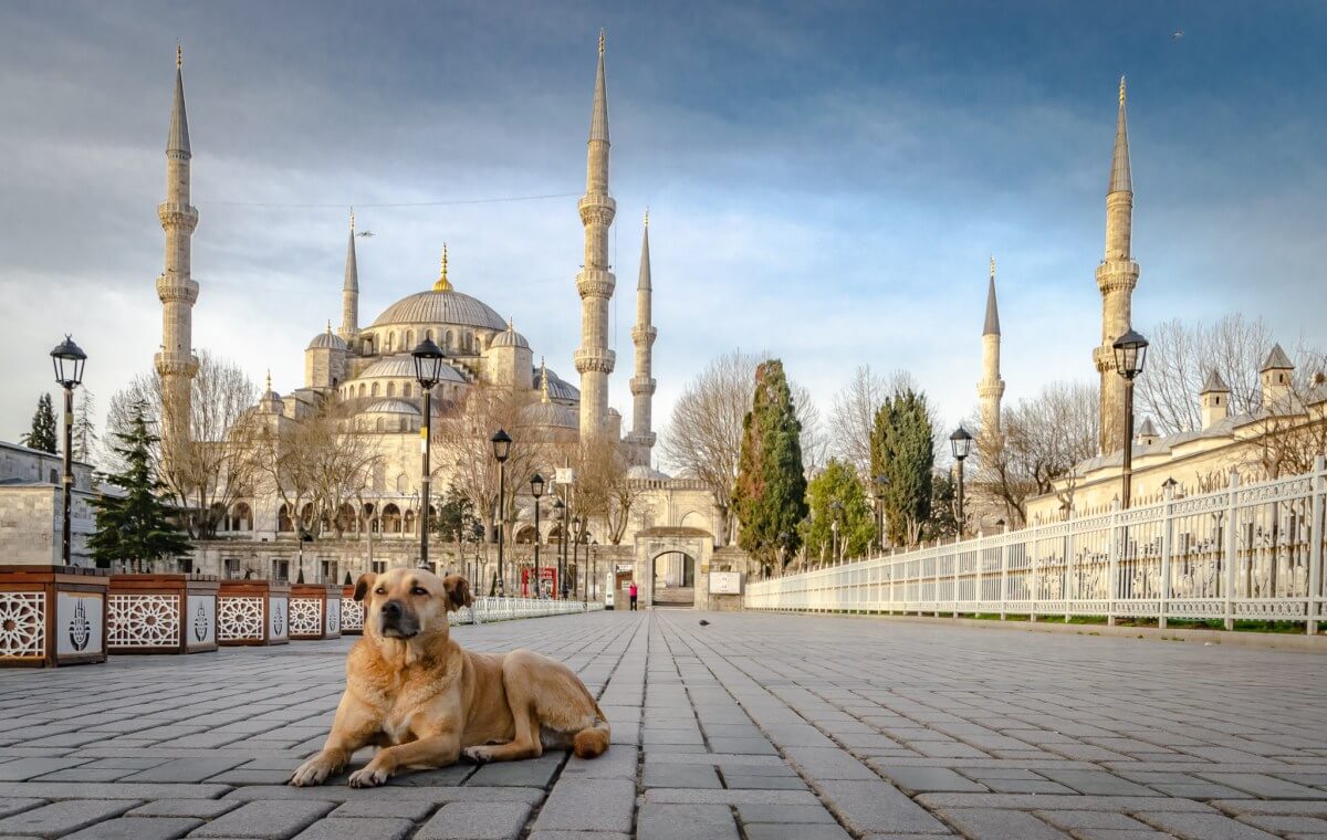 cane davanti a una moschea, i musulmani odiano i cani?, i cani nell'Islam, perché i musulmani odiano i cani?