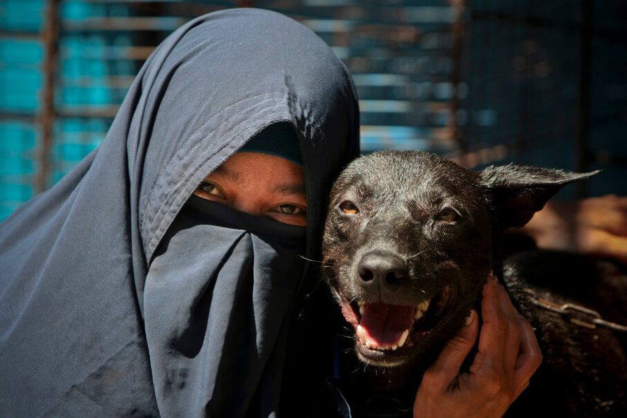 i musulmani odiano i cani?, i cani nell'Islam, perché i musulmani odiano i cani?