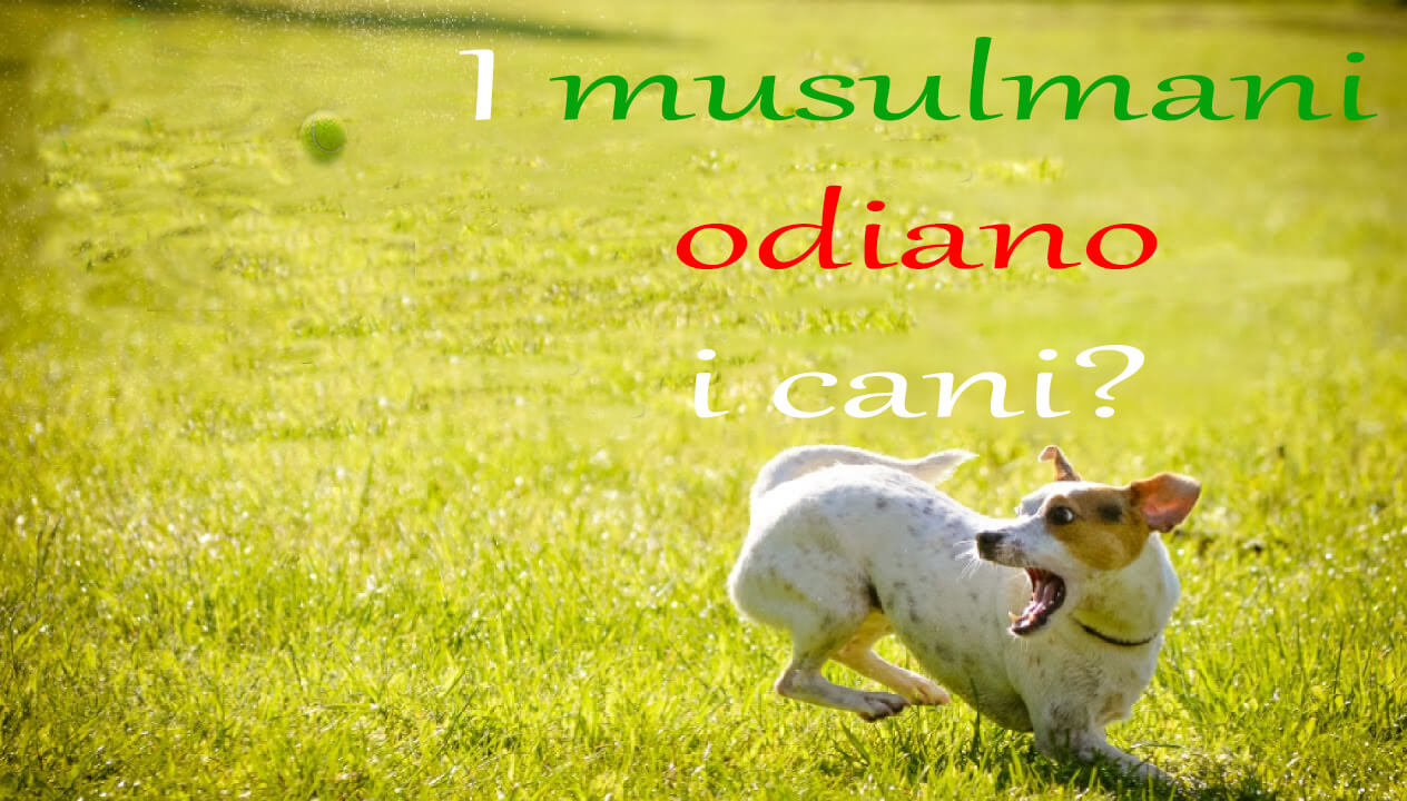 i musulmani odiano i cani?, i cani nell'Islam, perché i musulmani odiano i cani?