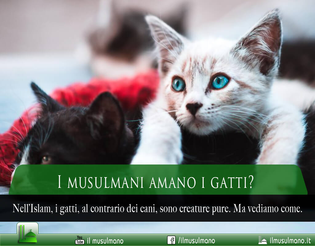 i musulmani amano i gatti, l'Islam ama i gatti, musulmani e gatti, i gatti nell'Islam, i gatti nella storia islamica, i gatti nei paesi arabi